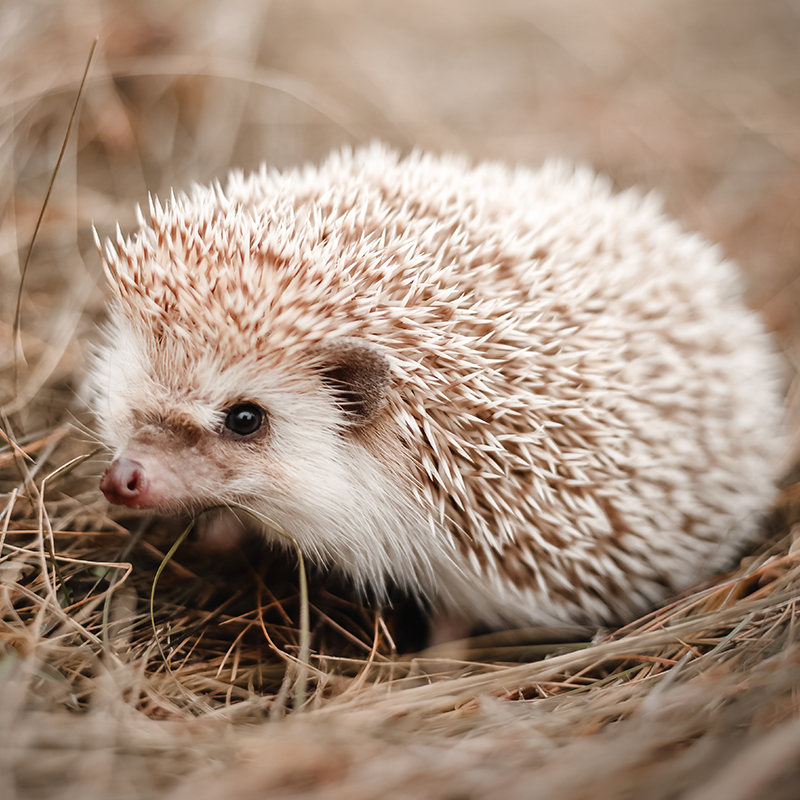 Dürfen Igel Katzenfutter fressen? Das musst Du wissen!