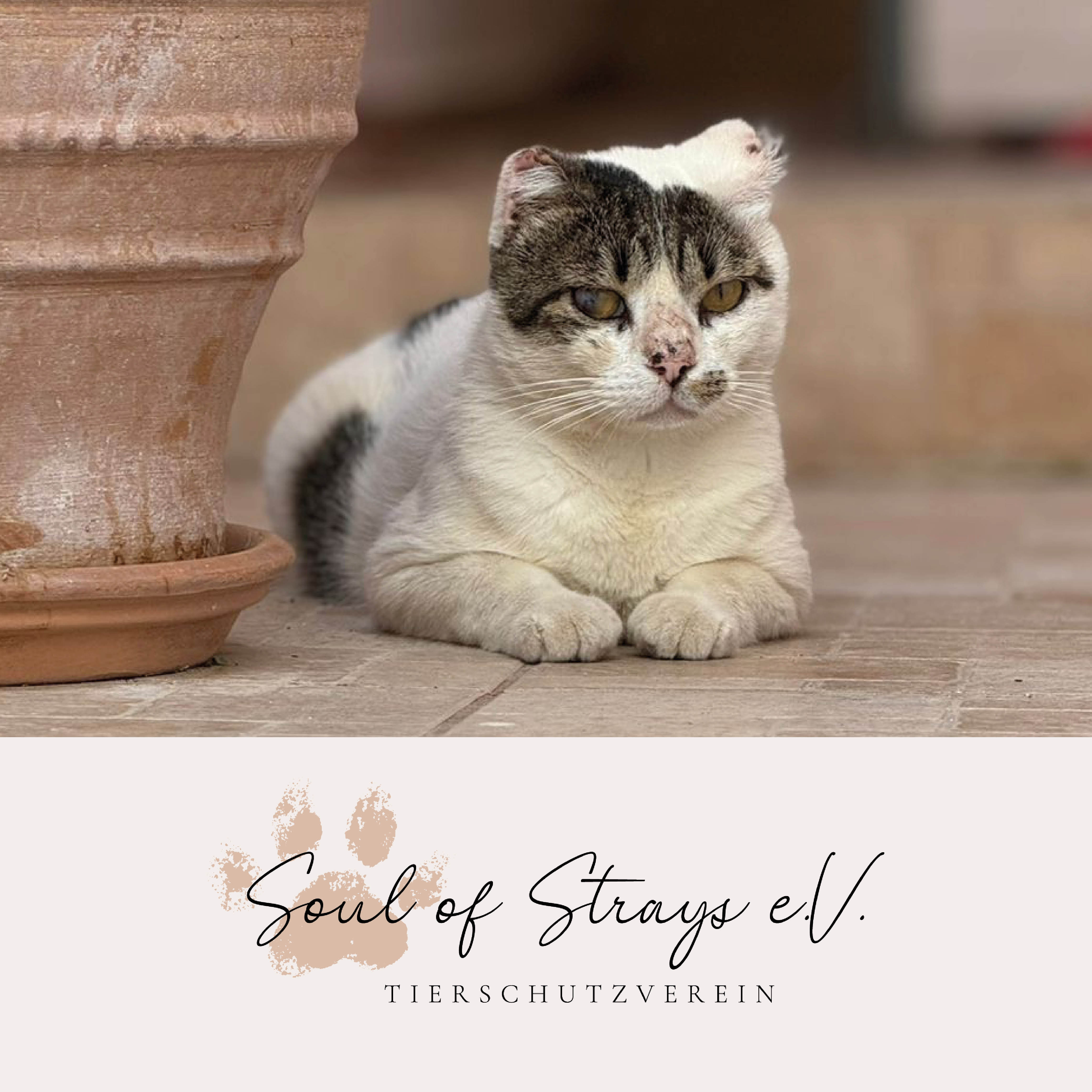 Die Herausforderungen des Tierschutzes – Interview mit Soul of Strays e.V.