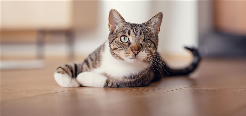 Einäugige Katze Luna entspannt sich auf dem Fußboden – zeigt, wie Katzen mit Handicap ein glückliches Leben führen.