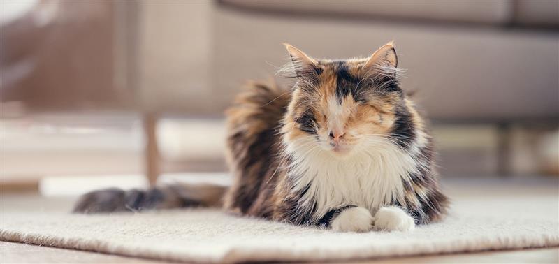 Katzen mit Handicap – Tipps für den Alltag mit einer blinden Katze