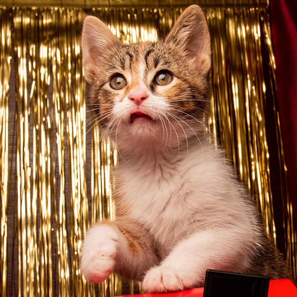 Silvester mit Deiner Katze: So wird der Jahreswechsel entspannt