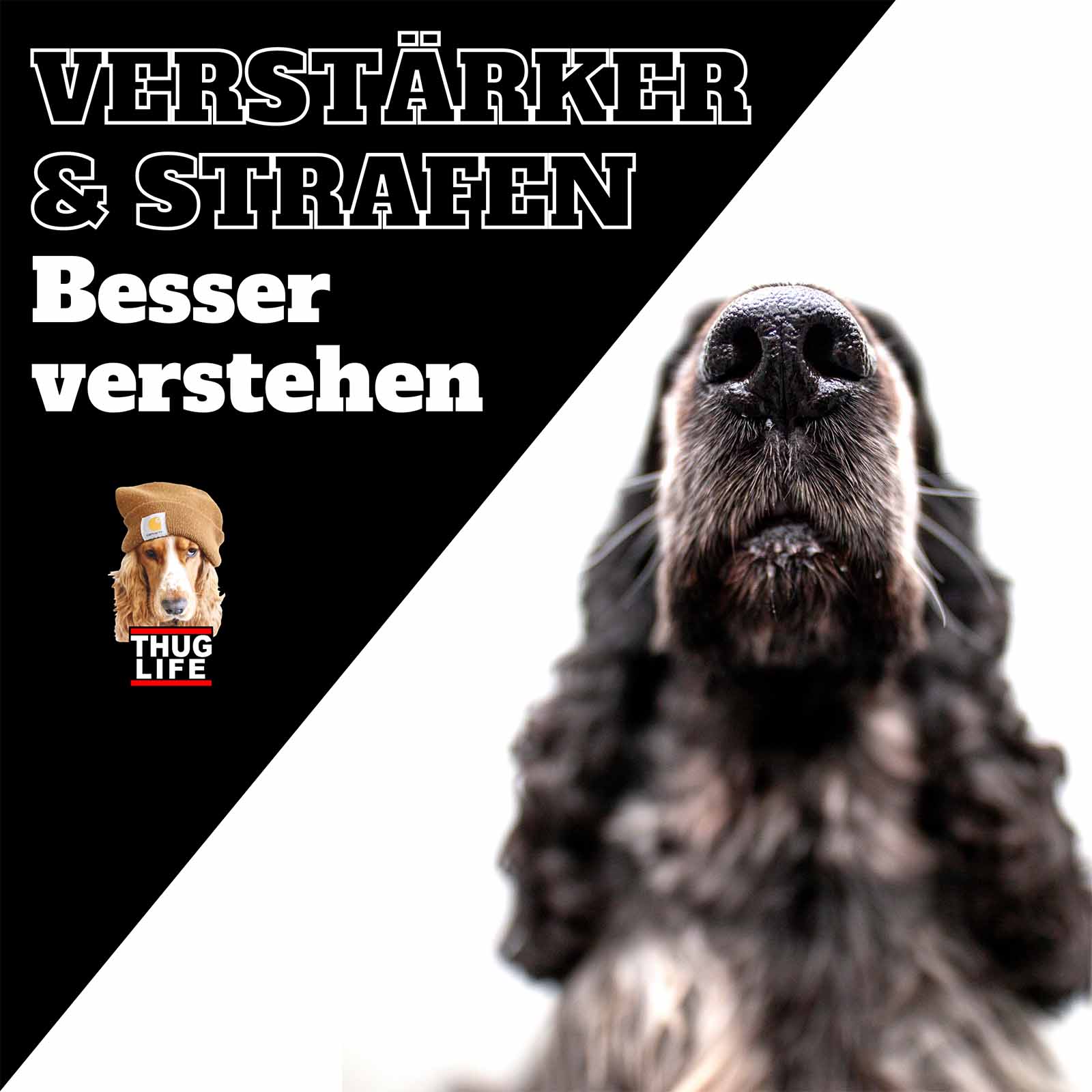 Vroni's Hundeschule: Positive/negative Verstärker und Strafen