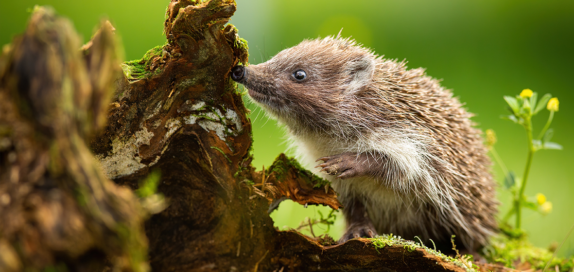 Igel schnuppert und sucht nach Katzenfutter in der Natur.