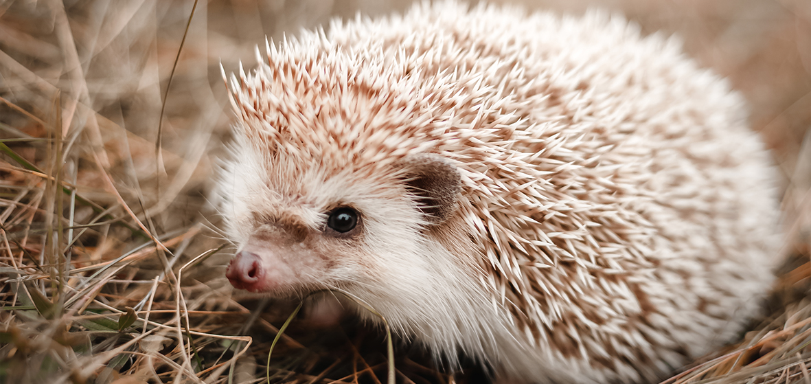 Kleine Igel in der Natur. 